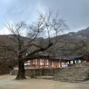 느티나무 할아버지 | 🏡부안 여행 part4. 천년고찰 &#39;내소사&#39;의 비 내리는 날의 운치 &amp; &#39;슬지네 제빵소&#39;의 달콤한 위로