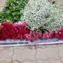 뜰에꽃화원 이미지