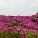 5월 13일 전남 보성 초암산 철쭉축제 여행 및 산행안내 이미지