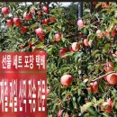 무지개청과 - 용인시 처인구 동부로 513 | 무지개청과