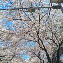 생각하는 정원 | 그랜드제주도여행으로 다녀온 제주여행 후기, 생각하는정원 카멜리아힐 전농로 벚꽃