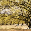 3월 23 (목) 구례 오산 등산 및 광양 매화꽃 주중 관광산행 이미지