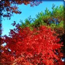 대야초 정문 앞 이미지