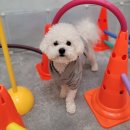 포레스트 하우스 애견유치원 | 포레스트하우스 / 안양 애견유치원 / 애견유치원추천