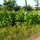 삼오부동산공인중개사사무소 이미지
