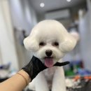 올리브 애견 이미지