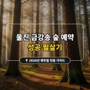 (금강송 | 2026년 제헌절 연휴 가볼 만한 곳, 울진 금강송 숲 웰니스 투어 예약 성공 후기!