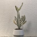 오백샵 이미지