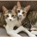 형제동물병원 이미지