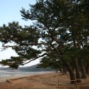송화목재 이미지