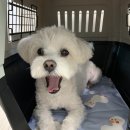 베베애견유치원 이미지