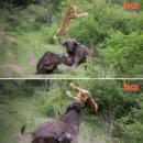 버팔로 이미지
