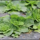 광준농장 이미지