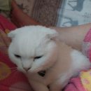 dog조아 이미지