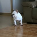 포포모모