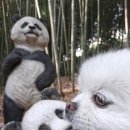 부곡4세천 | 사랑공쥬 랑 판다 #대실역#