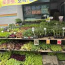 우리농산모종 이미지