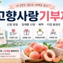 내고향식품1 | 고향사랑기부제 답례품 신청 후기｜영덕군 더파머스 복숭아 신청 완료🍑