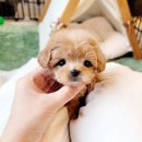 코코독(cocodog) 네이버블로그