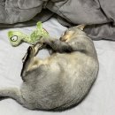 송송그루밍 이미지