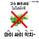 🇹🇭 첫 태국 여행 | 치앙마이와•••💔
