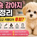 푸숑푸숑 | [강아지 정보] 푸숑 강아지 총정리 귀엽다고 키웠다가 후회?