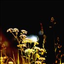 자작나무호텔 이미지