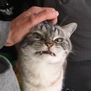 로키몰