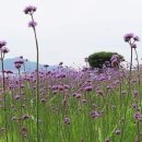 농업기술센터앞 이미지