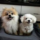 장미 펜션 이미지