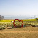 해맞이경로식당 | 전국 수선화 명소 5곳에서 봄의 향기를 느껴 보기