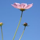 경북반려동물장례식장 | 경북반려동물장례식장_최저장례비로마지막순간을따뜻하게함께합니다.🌼