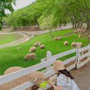 알프스애견 이미지