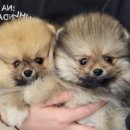 왓츠멍 남양주 강아지분양 이미지