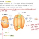 순환적 광인산화, DCMU 이미지