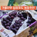 햇살농장 | 입장 거봉포도 농장포도따기체험 무료 내돈내산 찐 후기