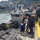 남해멸치 이미지