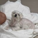 빙고네펫샵 이미지