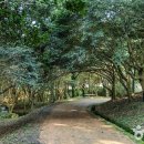 생태공원(참나무숲)[다산-2] | 강진 백련사 동백나무 숲, 겨울 끝자락의 가장 따뜻한 산책