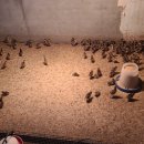 예민꿩농장 이미지