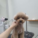 오늘도이쁘개 이미지