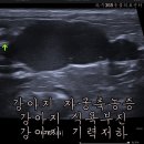 파주365동물의료센터 이미지