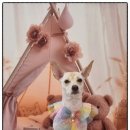 안아줄개 이미지