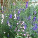 여우꼬리 이미지