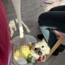 야미뽀 이미지