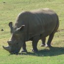 코뿔소 이미지