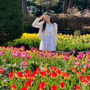 [파주] 2025 벽초지수목원 튤립 봄꽃축제 내돈내산 실시간튤립개화상황 주차 입장료 경기도 꽃구경