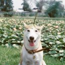 행복한강아지 이미지