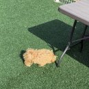 테마 애견 | 파주 애견테마파크 '탑플라이트' 아기 말티푸 대형애견카페 애견동반 찐 방문 후기!