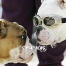 불독(bulldog) 이미지